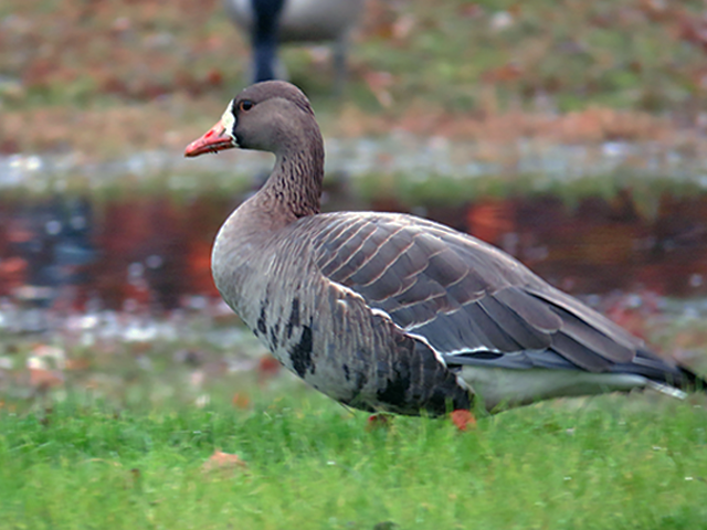 Greater White-fronted Goose by Simon Thompson